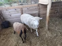 मेढ़ा, Cameroon sheep — फ़ोटो 2
