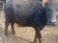 Cow, African Buffalo — photo 2
