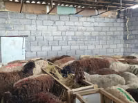 भेड़, Beulah Speckled face sheep — फ़ोटो 4