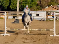 घोड़ा, Quarter Horse — फ़ोटो 4