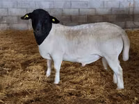 मेढ़ा, Dorper sheep — फ़ोटो 5