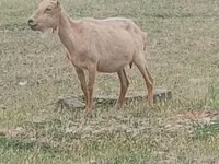 Cabro, Alpine goat — foto 1