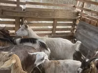 公山羊, Goats — 照片 7