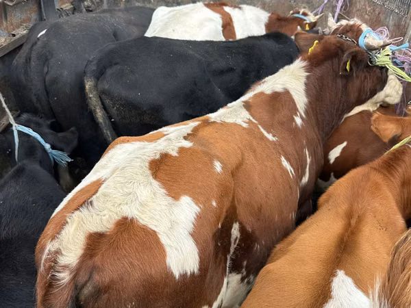 公牛, Simmental cattle