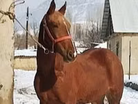 Caballo, Karabair horse — foto 3