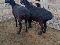 كبش, Edilbay sheep — الصورة 4