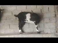 Goats (batch, sex not specified), Goats — photo 1