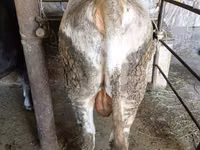 सांड, Swiss cattle — फ़ोटो 8