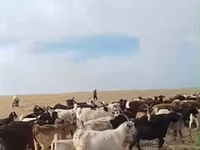 Goat, Goats — photo 1