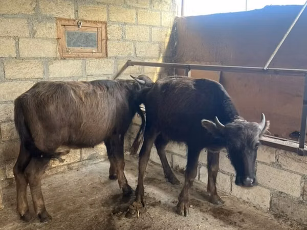 Cattle (batch, sex not specified), African Buffalo