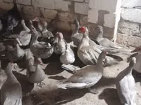 Ducks — photo 1