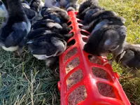 Australorp — Foto 3