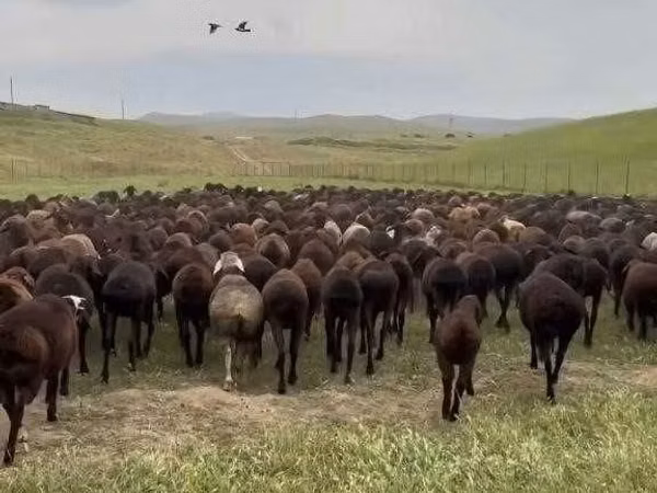 公羊, Sheep