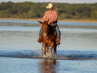 Faras, Mule — sawirka 3