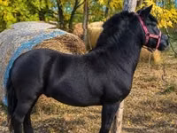 Faras, Horses — sawirka 1