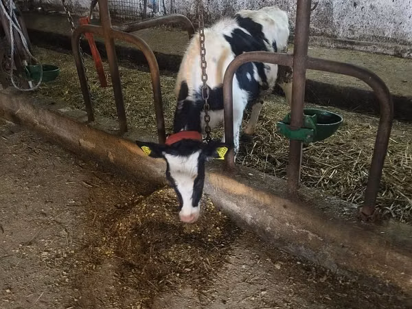 सांड, Russian Black pied cattle