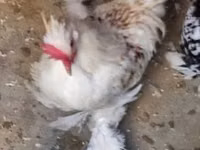 Chickens — 照片 3