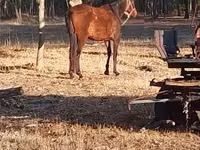母马, Horses — 照片 2