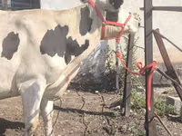 Cow, Russian Black pied cattle — photo 1