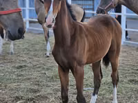 Horse (M), Akhal-Teke — photo 2