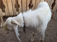 Mbuzi dume, Gulabi goats — picha 4