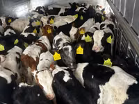 Ng'ombe dume, Russian Black pied cattle — picha 4