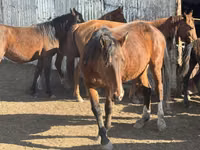 घोड़ी, Kyrgyz Horse — फ़ोटो 3