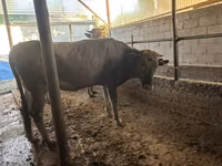 गाय, Swiss cattle — फ़ोटो 6