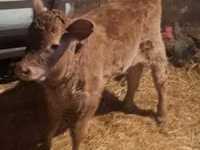 Bull, Cattle — photo 1
