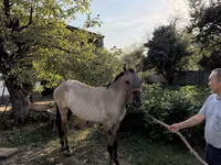 Farasi dume, Tiger horse — picha 2