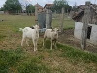 Carnero, Merino sheep — foto 2