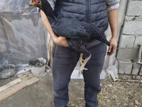 Australian Pit Game fowl — sawirka 1