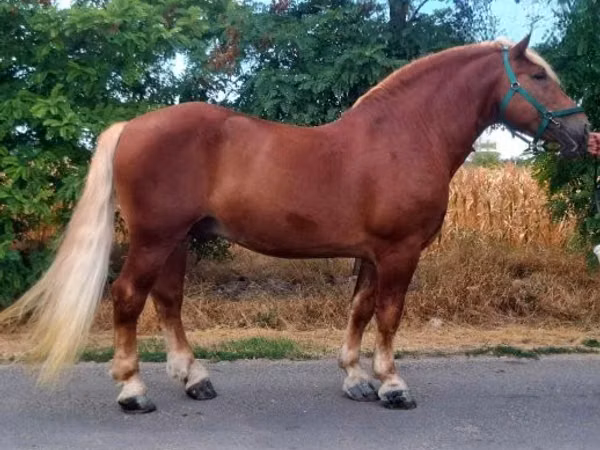 Horse (M), Noriker