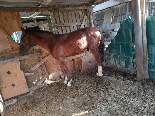 母马, Horses