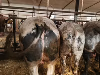 Rinder (Partie, Geschlecht nicht angegeben), Simmental cattle — Foto 3
