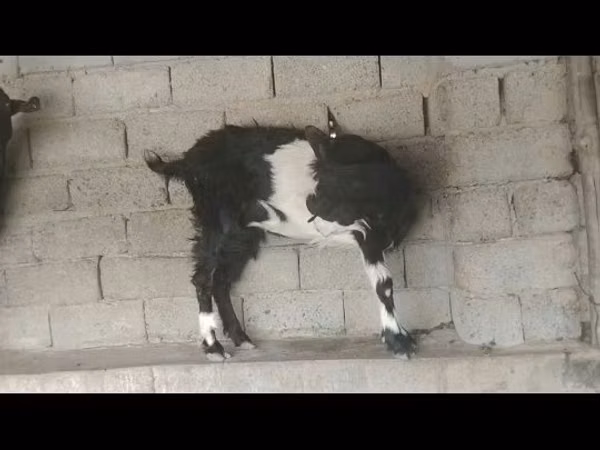 ماعز (دفعة، الجنس غير محدد), الماعز