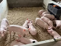 Pigs (batch, sex not specified) — photo 3