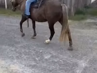 Faras, Rocky Mountain Horse — sawirka 8