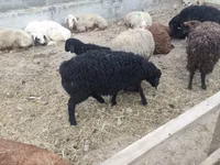 母羊, Sheep — 照片 4