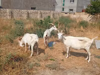 عنزة, Saanen goat — الصورة 5