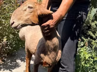 母羊, Jaidara sheep — 照片 1