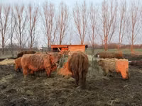 بقرة, Highland — الصورة 4