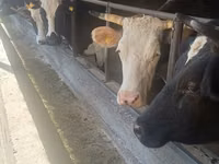 Cow, Holstein breed — photo 1
