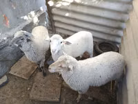 公羊, Yecheng sheep — 照片 2