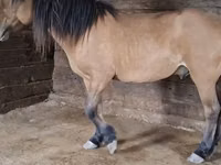 公马, Mugalzhar horse — 照片 1