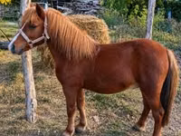 公马, Horses — 照片 2