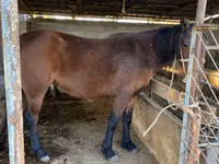 Hengst, Tatar horse — Foto 1