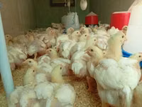 Chickens — फ़ोटो 1