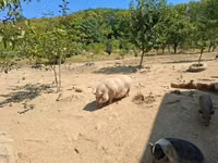 Schweine (Partie, Geschlecht nicht angegeben) — Foto 3
