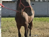 घोड़ा, Kyrgyz Horse — फ़ोटो 5